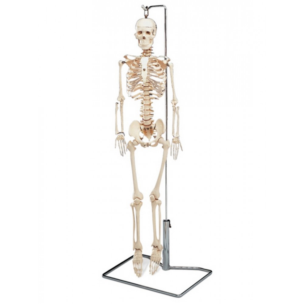 Mr Thrifty Flexible Skeleton With Spinal Nerves