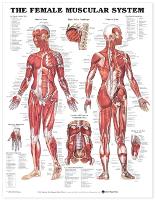 Female Muscular System Anatomical Chart, The