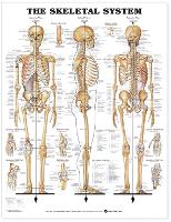 Skeletal System Anatomical Chart, The