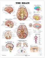Brain Anatomical Chart, The